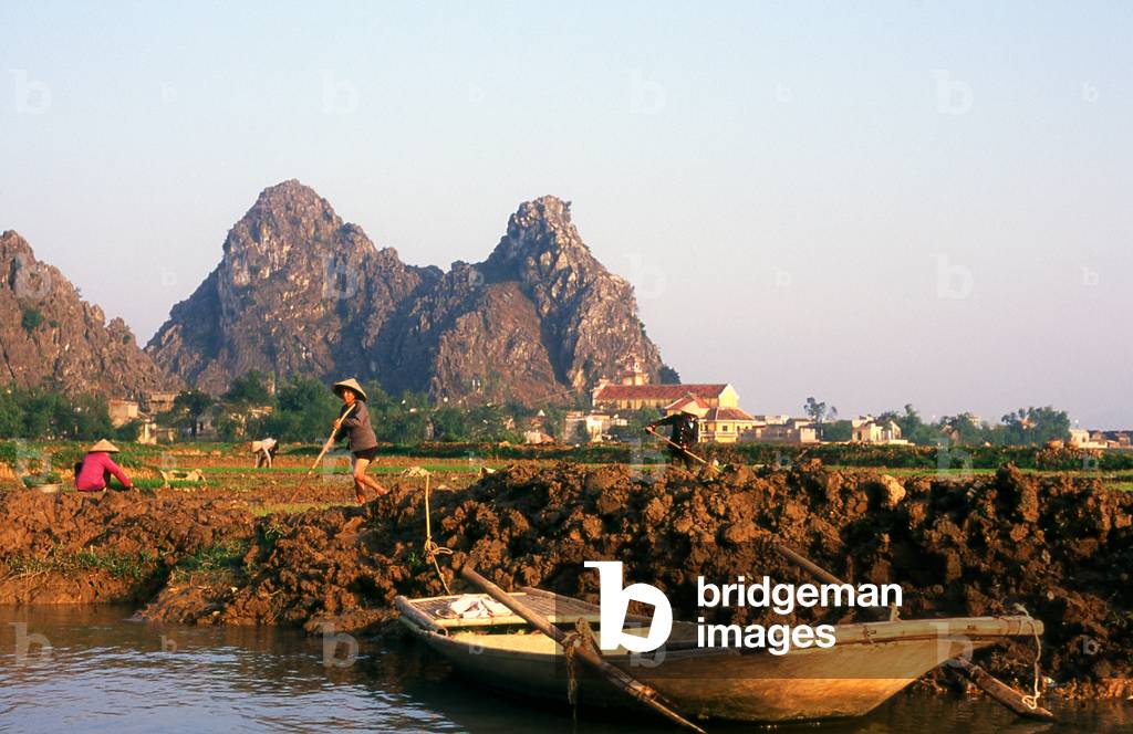 Vietnam: Working rice fields near Kenh Ga, Ninh Binh Province