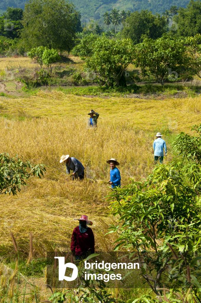 Thailand: Harvesting rice in fields below Wat Phra Phuttha Bat Phu Kwai Ngoen by the Mekong River, Loei Province