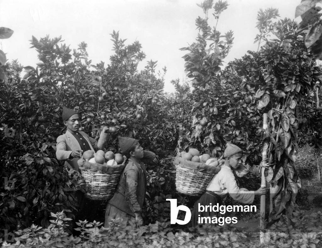 Palestine: A Palestinian man and two boys harvesting oranges, c. 1930