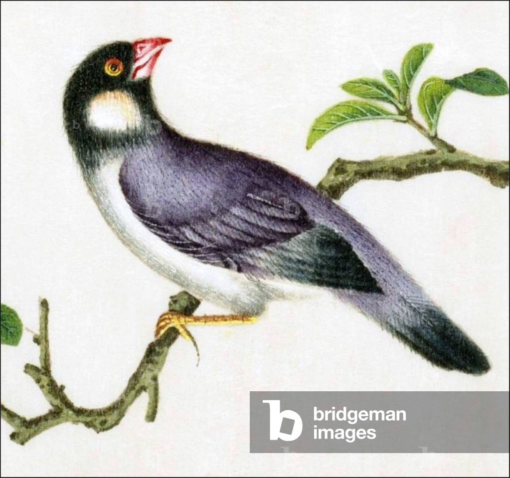 China: Watercolour from a gouache album of paintings of various Chinese birds, 19th century