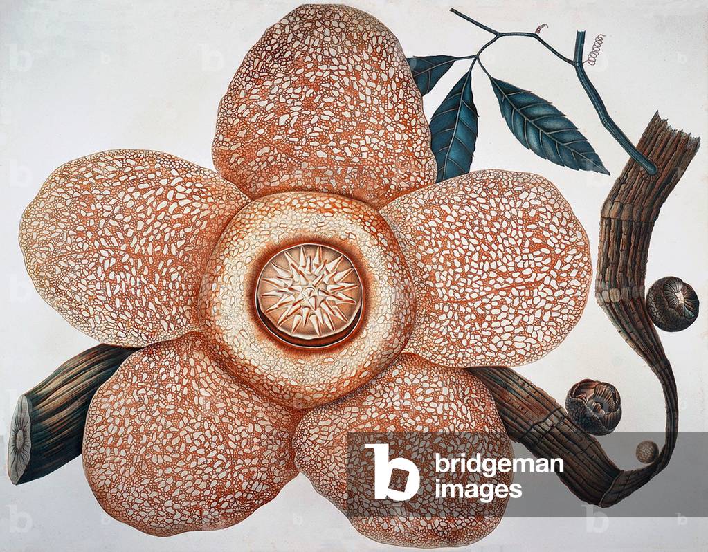 Indonesia: Rafflesia arnoldii produces the largest individual flower of any species in the world. Kota Bogor, Java