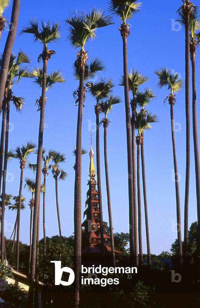 Burma - Myanmar: Tall palms at sunset in the grounds of the Shwe In Bin Kyaung Buddhist temple, Mandalay (1998)