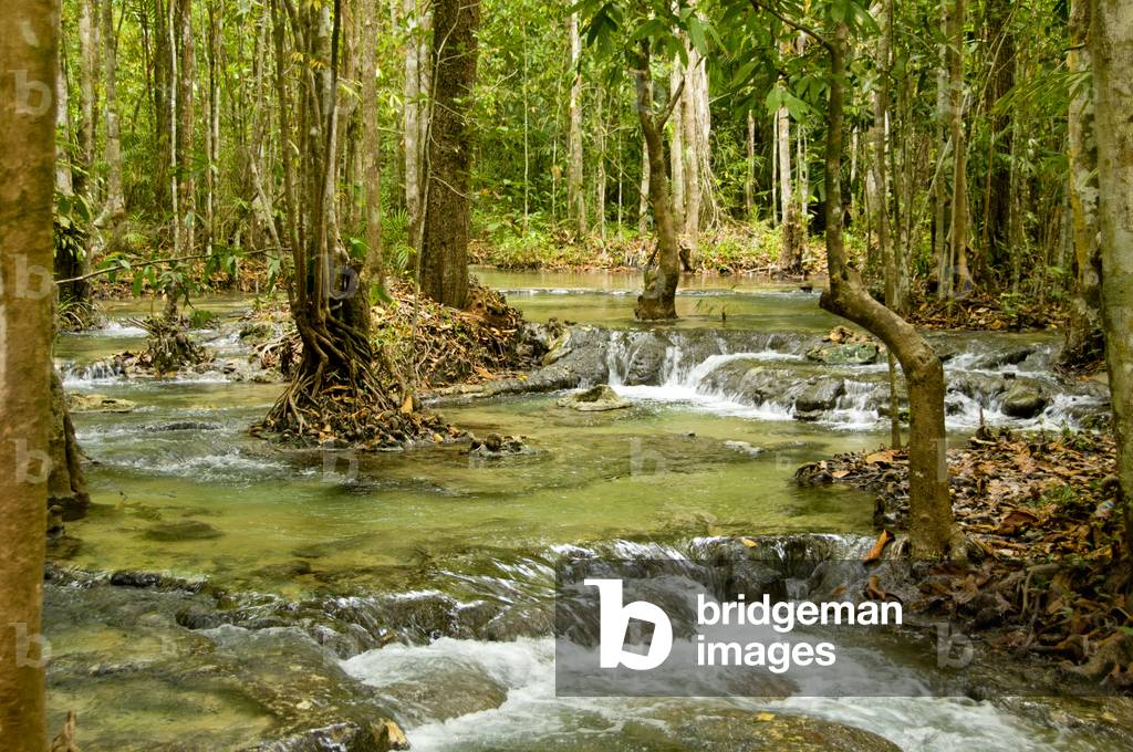 Thailand: Tung Tieo Forest Trail, Khao Pra - Bang Khram Wildlife Sanctuary, Krabi Province
