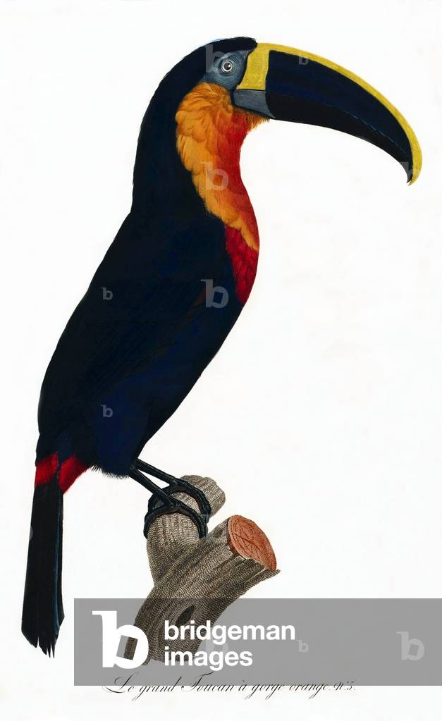 South & Central America: Early 19th century hand-painted illustration of various species of Toucan