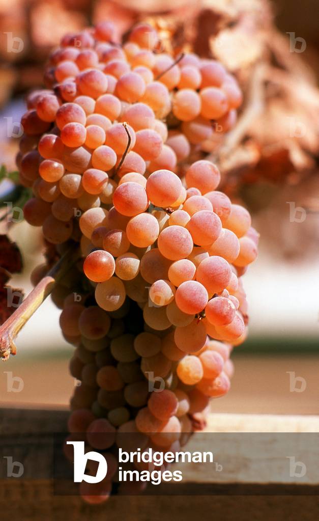 China: Grapes growing in Khotan, Xinjiang Province