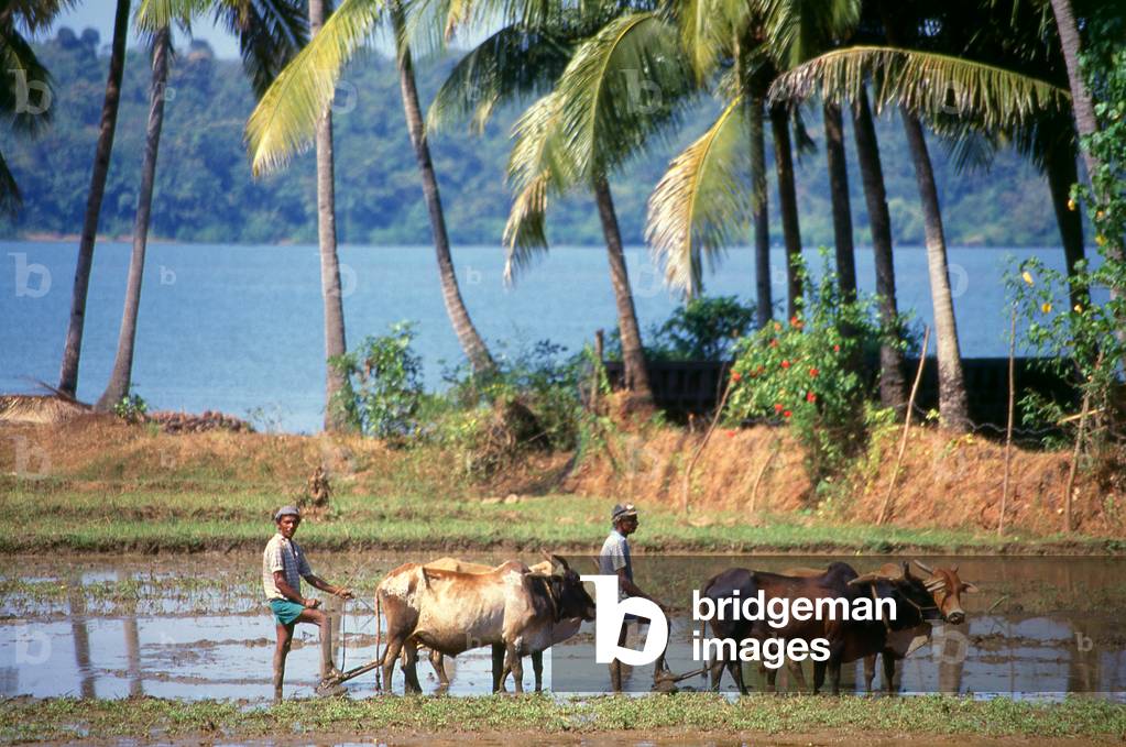 India: Bulls ploughing a rice field in rural Goa