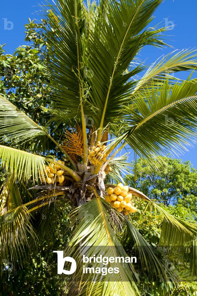 Maldives: Coconut palm trees, the highest natural item on the islands. Maradhoo Island, Addu Atoll (Seenu Atoll)
