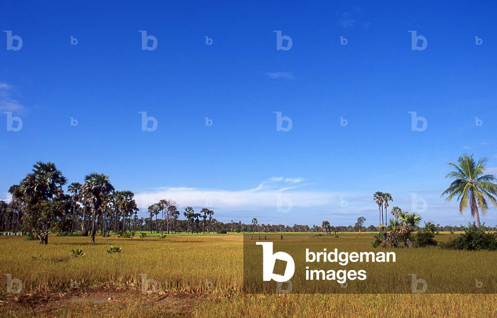 Cambodia: Harvesting rice in fields near Siem Reap