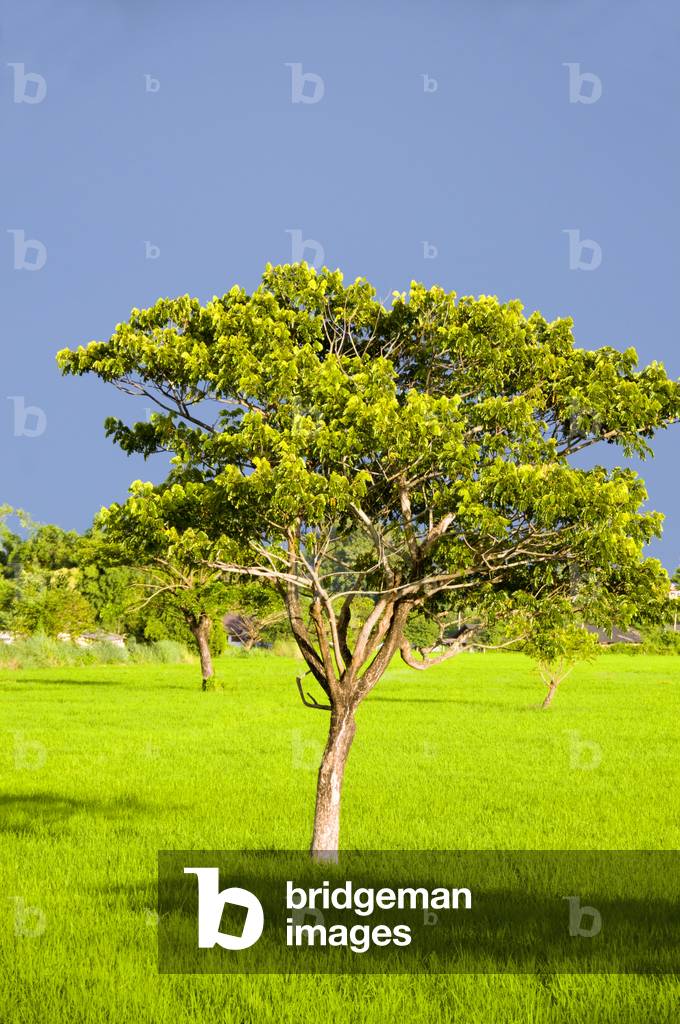 Thailand: A lone tree stands in the middle of a lush rice field after a rainstorm