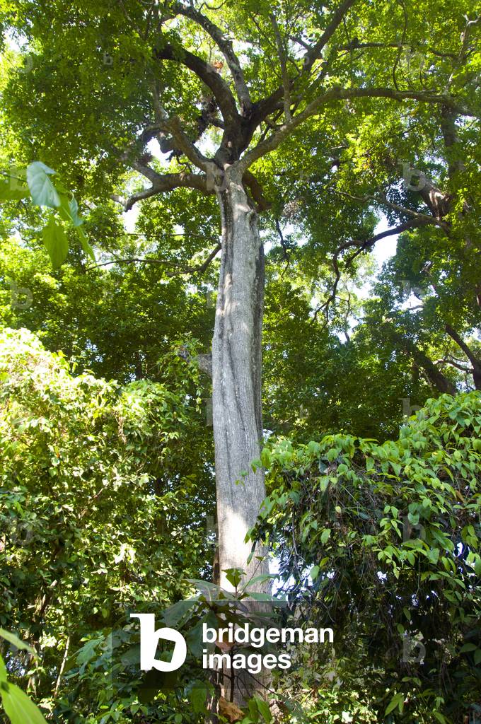 Thailand: The jungle interior of Ko Miang (Island 4), Similan Islands