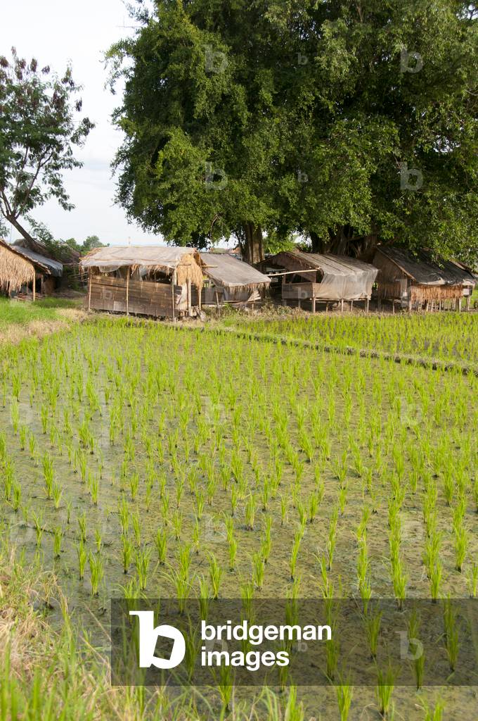 Thailand: New shoots of rice poke through a paddy field near Chiang Mai