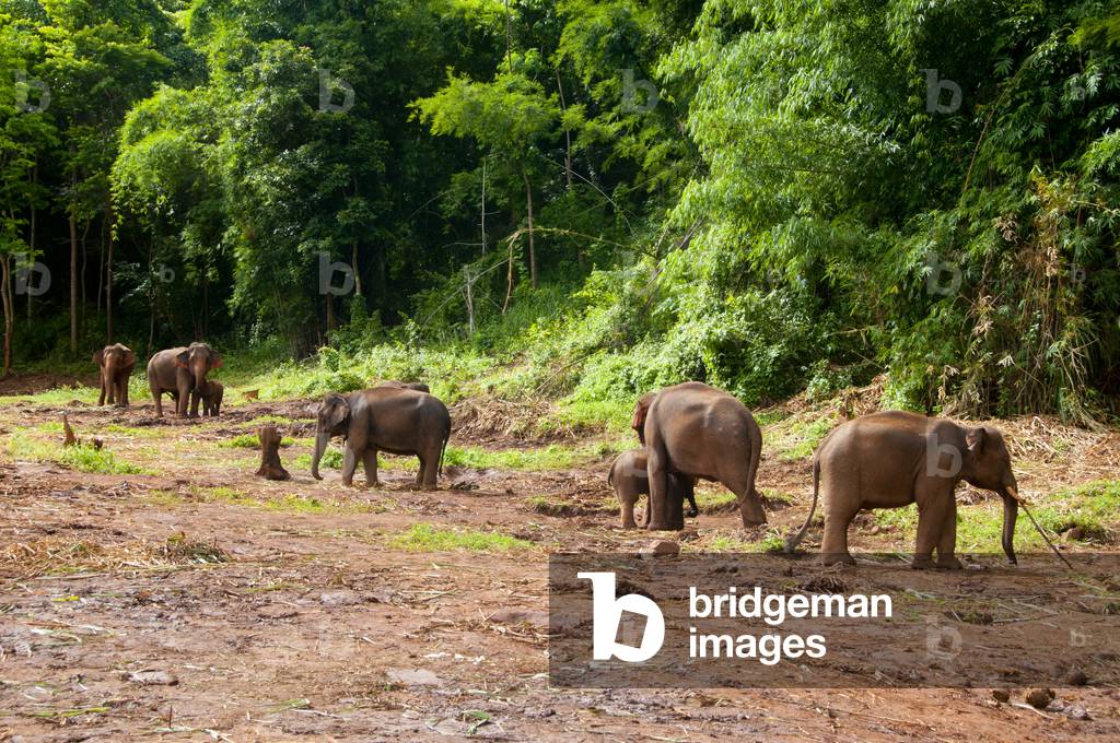 Thailand: Patara Elephant Farm, Chiang Mai Province