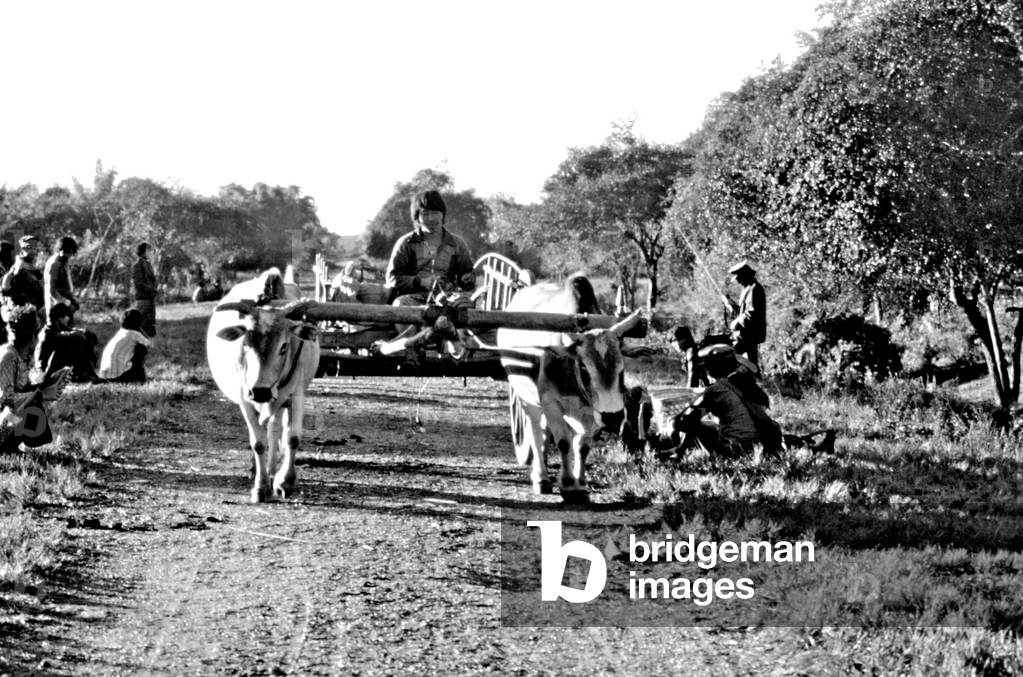 Burma / Myanmar: A peasant with his bullocks passing Kachin Independence Army (KIA) troops on the Ledo Road (c. 1985)