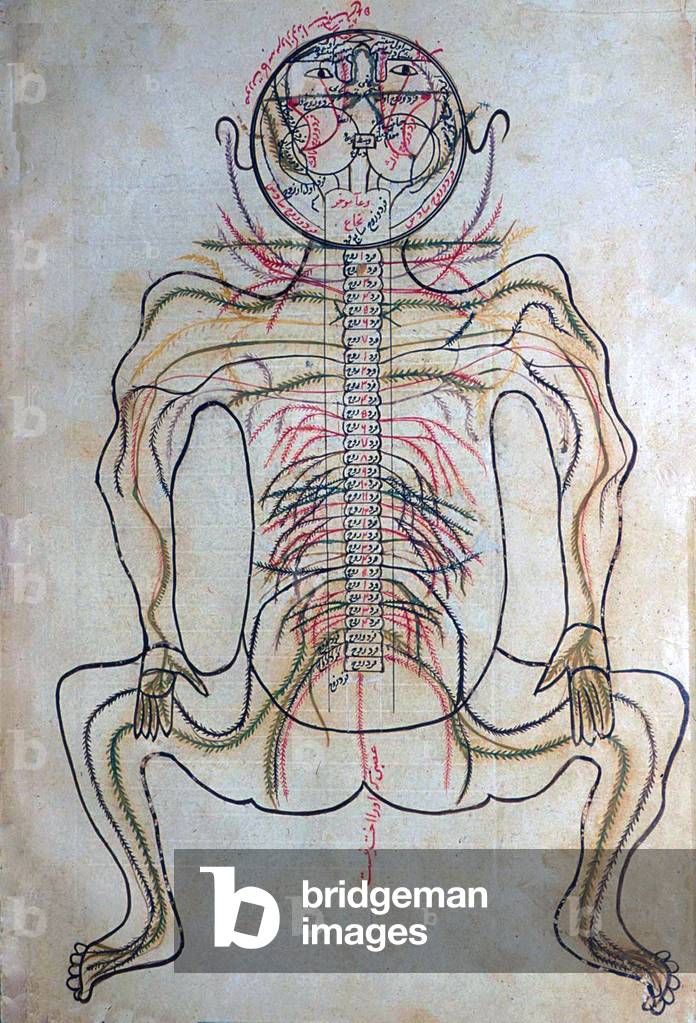 Persia / Iran: 15th century anatomical drawing from the Tashriih-i badan-i insaan