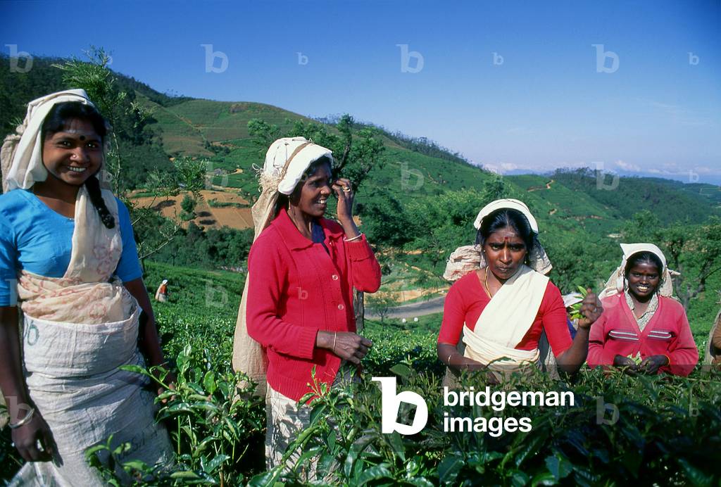 Sri Lanka: Tea pickers near Nuwara Eliya, central Sri Lanka