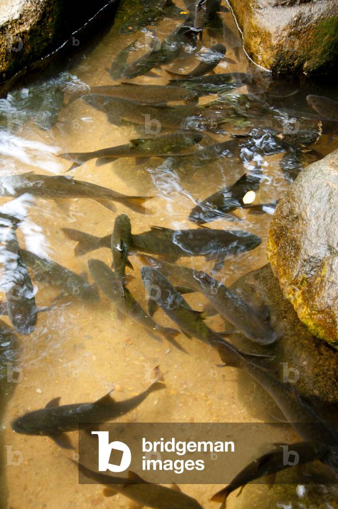 Thailand: Carp in the pools next to the Phlio Waterfall, Nam Tok Phlio (Phliw) National Park, Chanthaburi Province