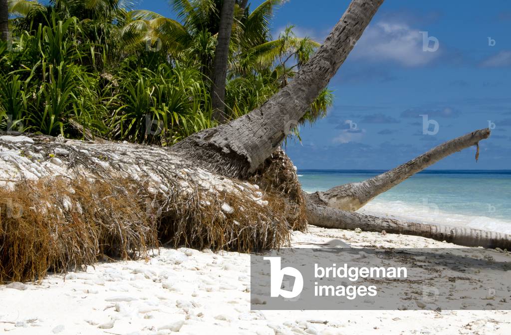 Maldives: Beach erosion and coconut palms, Hulhumeedhoo Island, Addu Atoll (Seenu Atoll)