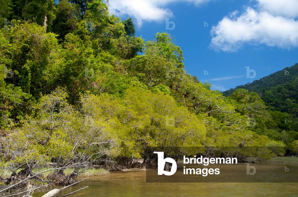 Thailand: Ko Tarutao Marine National Park, mangroves, rainforest and freshwater stream running to the ocean on Ko Adang