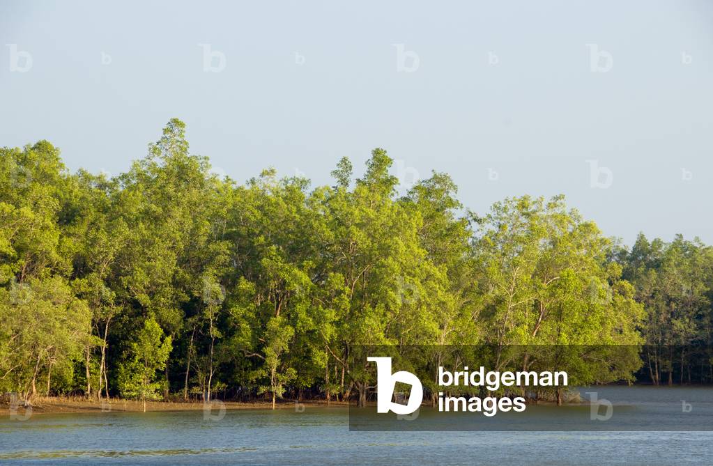 Thailand: Mangroves, Ao Phang Nga (Phangnga Bay) National Park, Phang Nga Province