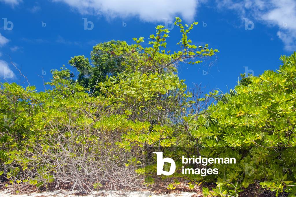 Thailand: Ko Tarutao Marine National Park, mangrove on the beach at Laem Son, Ko Adang