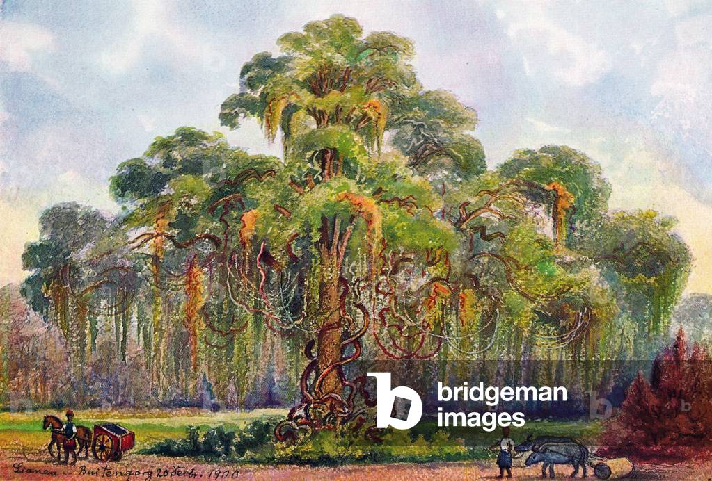 Indonesia: A giant tree hung with lianas, Java. Watercolour by the German scientist and traveller Ernst Haeckel, c.1882.