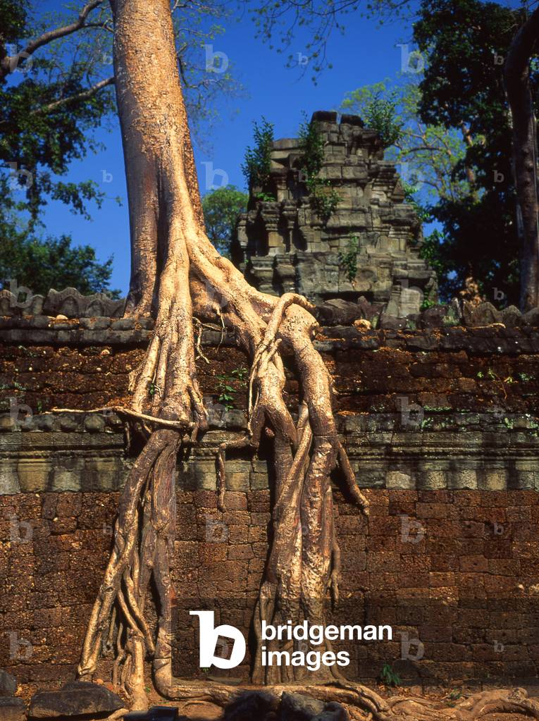 Cambodia: Ta Prohm with its famous trees growing over the ruins, Angkor