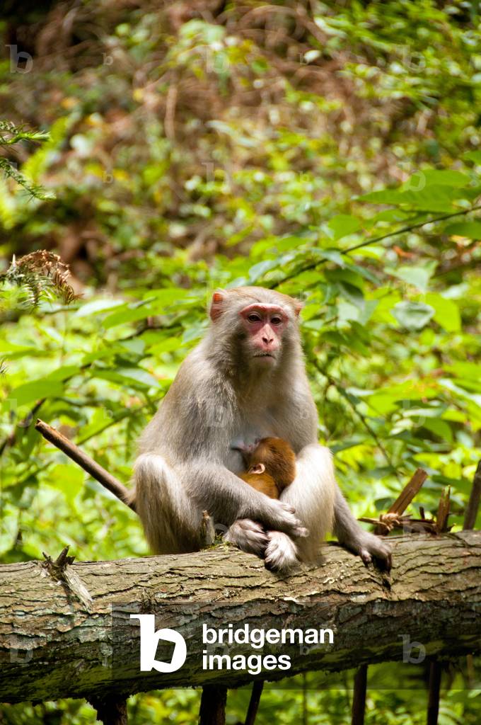 China: Rhesus monkey (Macaca mulatta) and baby, Wulingyuan Scenic Area (Zhangjiajie), Hunan Province