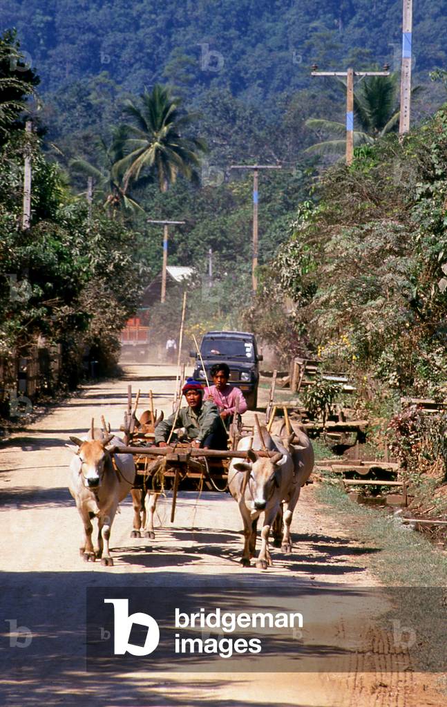 Thailand: Ox carts at Ban Huay Khan, north of Mae Hong Son, northern Thailand