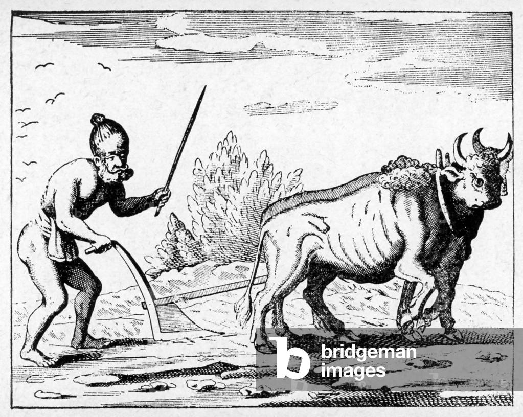 Sri Lanka: 'The manner of their ploughing' (Knox, 1681).