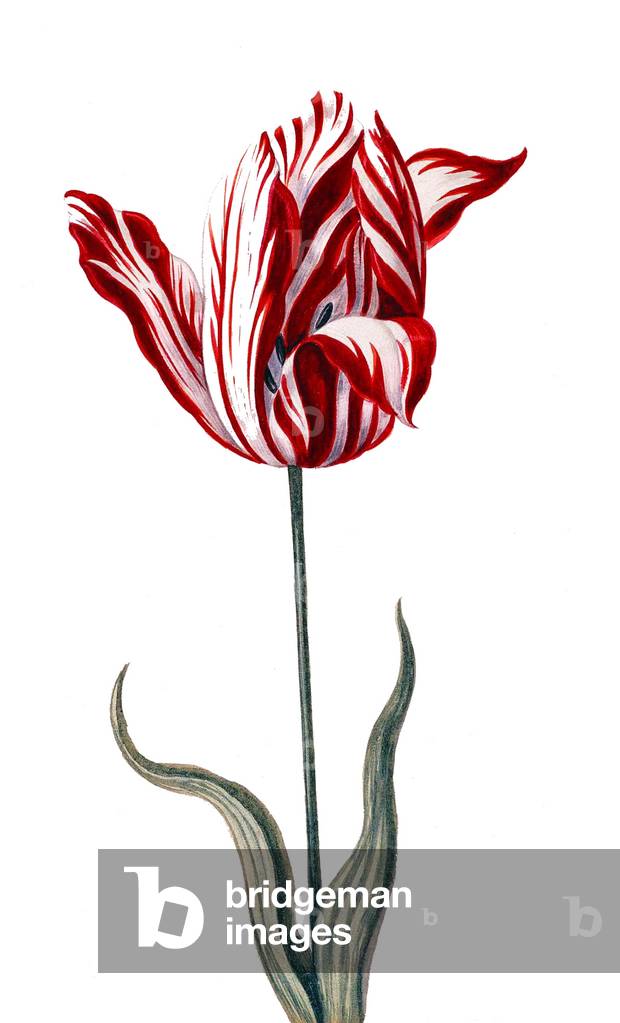 Netherlands / Holland: The 'Semper Augustus' tulip, unknown artist, early 17th century