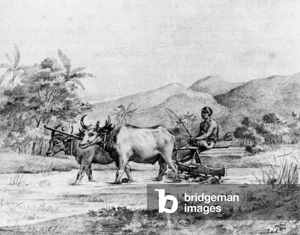 Indonesia: an early 19th-century pencil sketch of a Javanese ploughman.