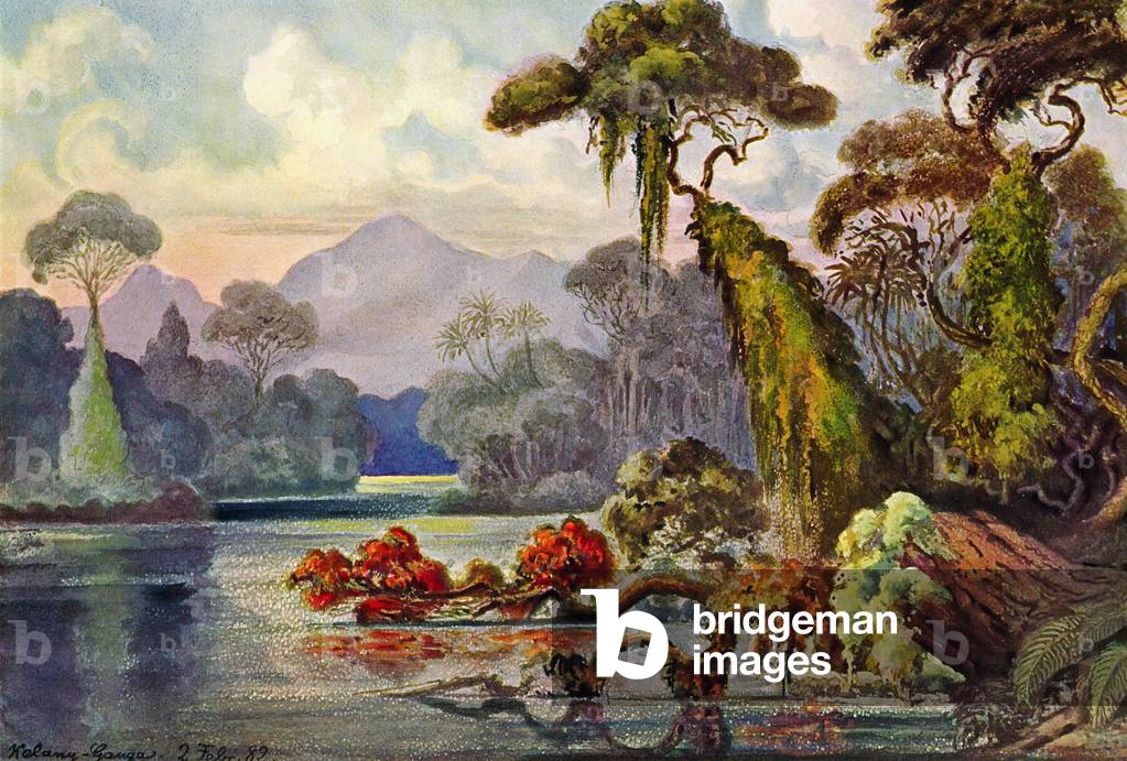 Sri Lanka: Jungle by the Kelani Ganga. Watercolour by the German scientist and traveller Ernst Haeckel, c.1882.