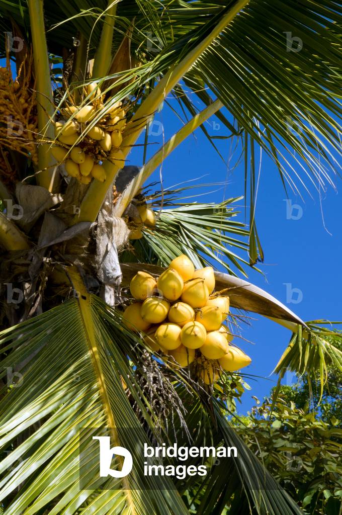 Maldives: Coconut palm trees, the highest natural item on the islands. Maradhoo Island, Addu Atoll (Seenu Atoll)