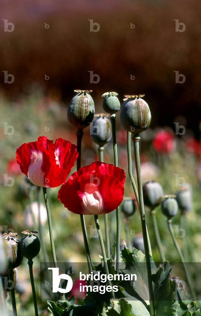 Thailand: Opium poppies (Papaver somniferum), northern Thailand, c. 1995