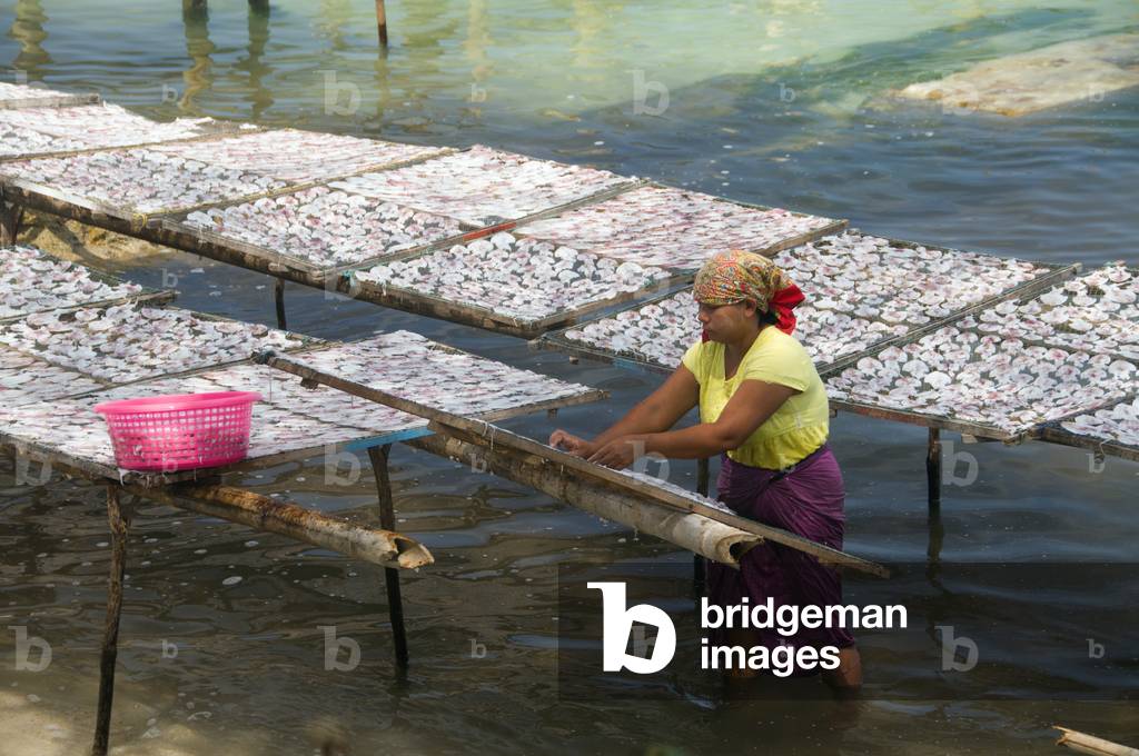 Thailand: Squid drying in the sun, Chalok Lam Bay (Ao Chalok Lam), Ko Phangan