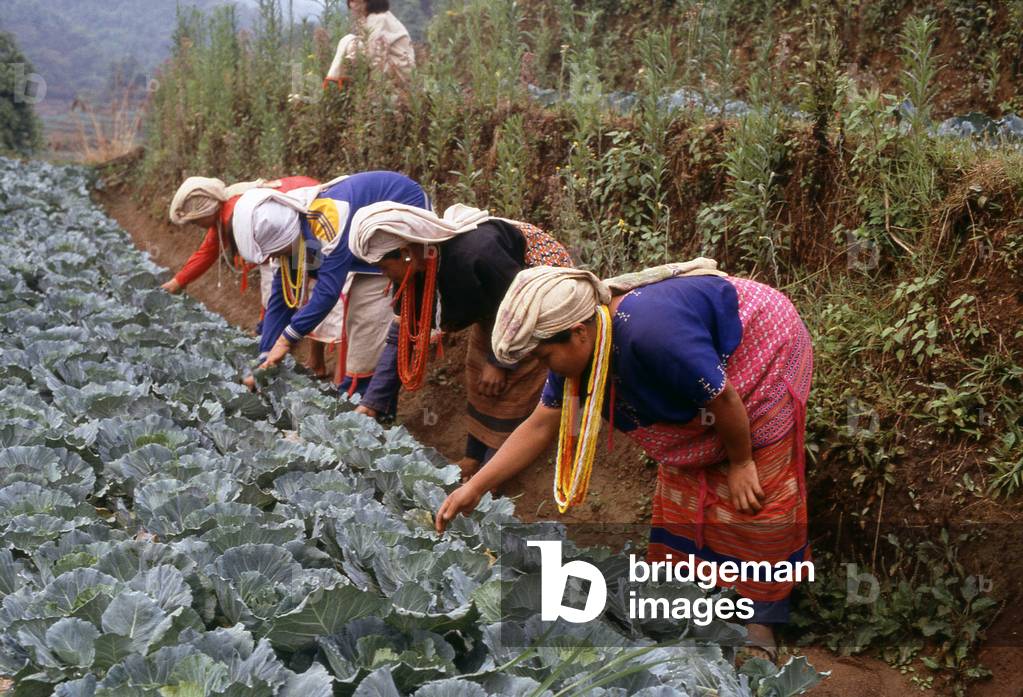 Thailand: Karen working in their cabbage fields, near Mae Sariang, Mae Hong Son Province, northern Thailand