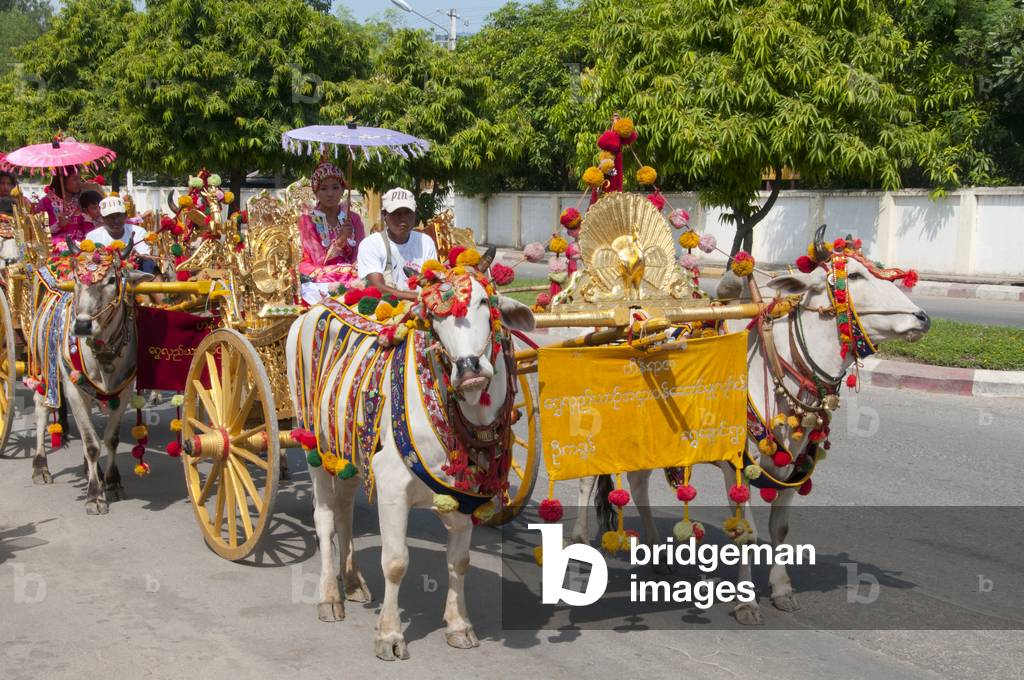Burma / Myanmar: Brightly adorned oxen pulling a cart with a princess (young Burmese girl in her finest attire) in the Na Htwin or the Ear-Piercing Ceremony which takes place at the same time as the Shinbyu ceremony. Mandalay