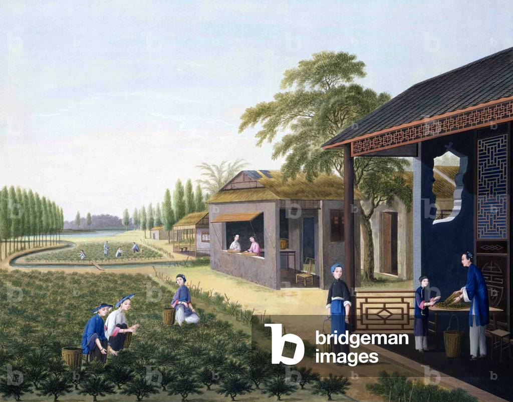 China: 19th century Chinese tea plantation workers picking and sorting tea.