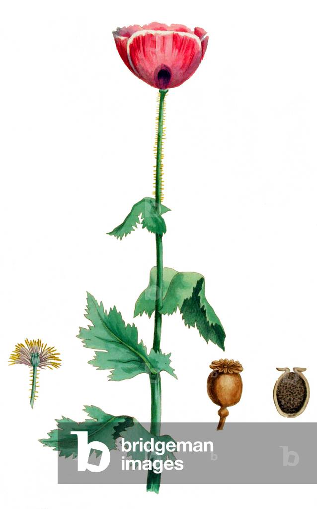 Papaver somniferum, the Opium Poppy, 19th century botanical painting