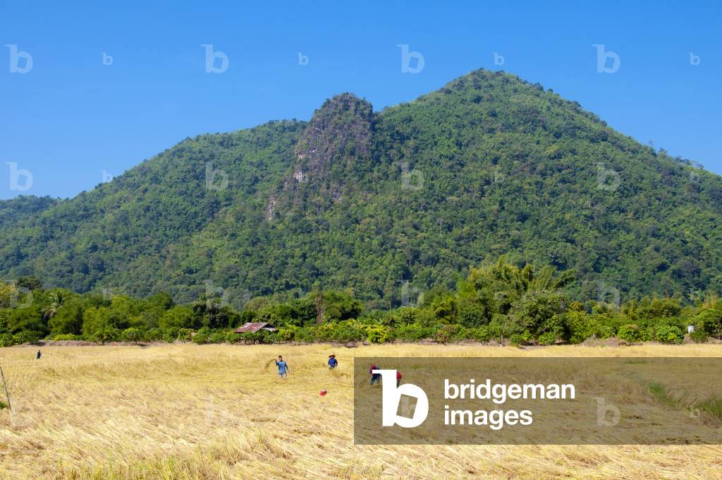 Thailand: Harvesting rice in fields near the Mekong River, Loei Province