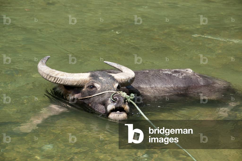 China: Buffalo taking a bath near the Miao village of Langde Shang, Guizhou Province