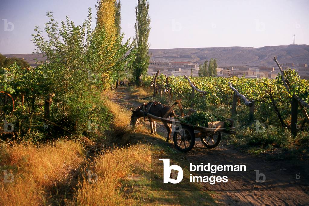 China: A donkey and cart in the vineyards near Turpan, Xinjiang Province