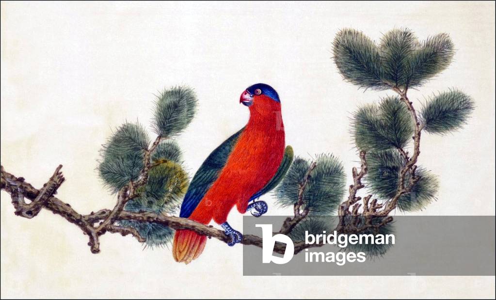 China: Watercolour from a gouache album of paintings of various Chinese birds, 19th century
