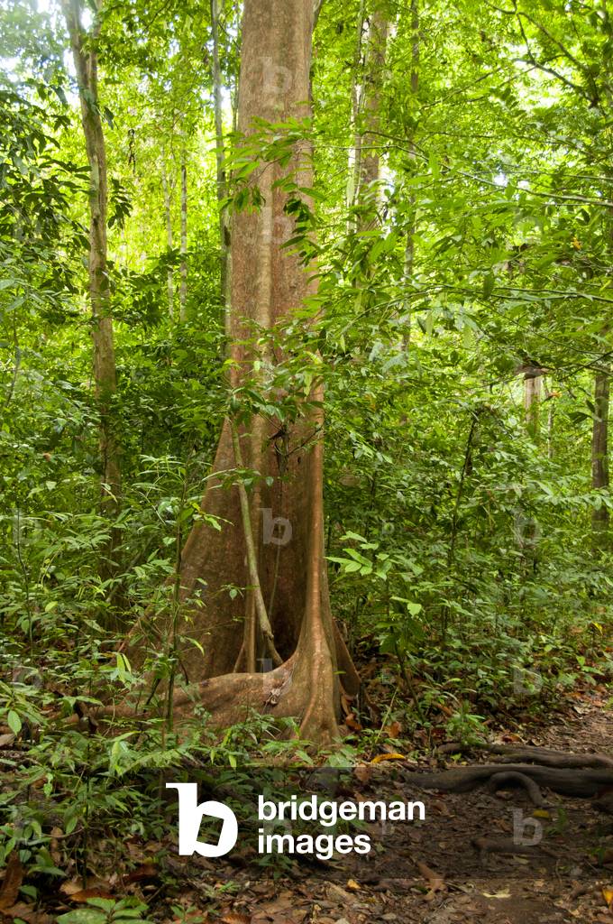 Thailand: Tung Tieo Forest Trail, Khao Pra - Bang Khram Wildlife Sanctuary, Krabi Province