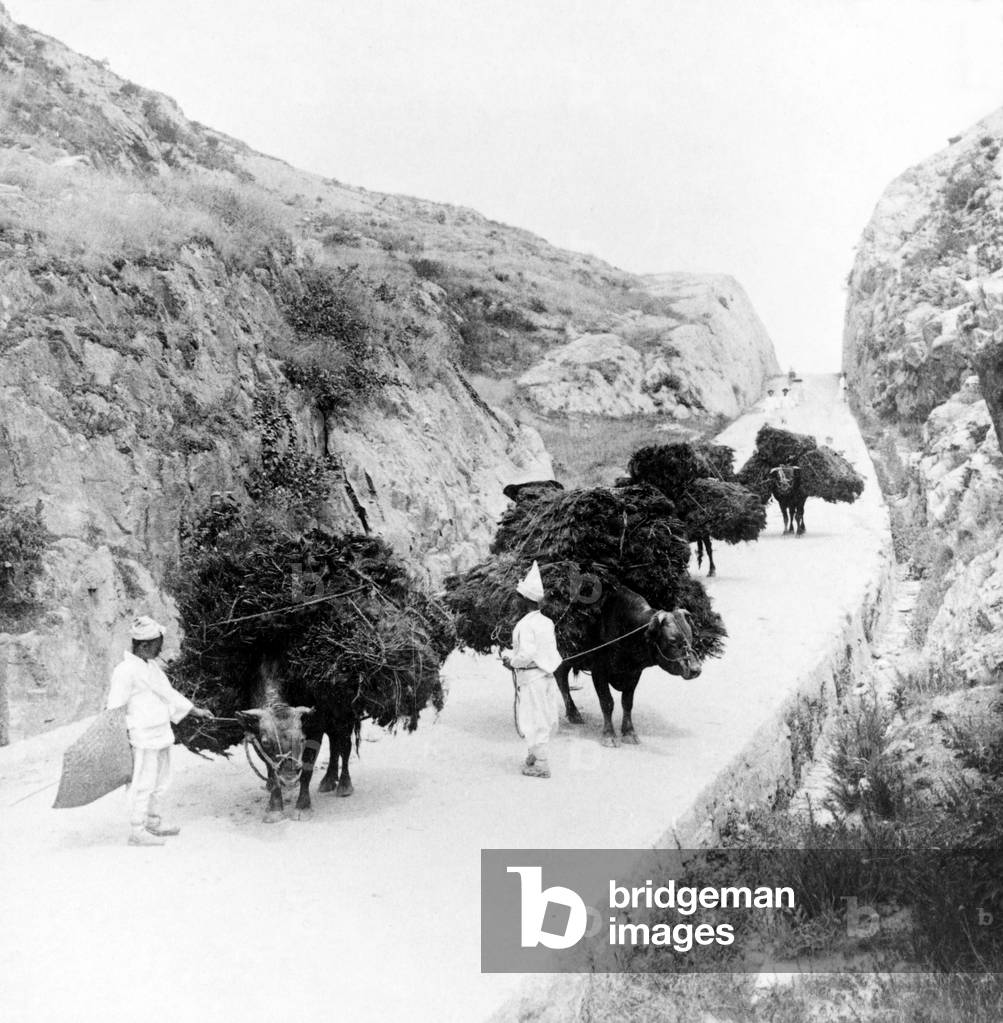 Korea: Farmers bringing firewood to market by ox pass through the Beijing Pass to the north of Seoul, early 20th century
