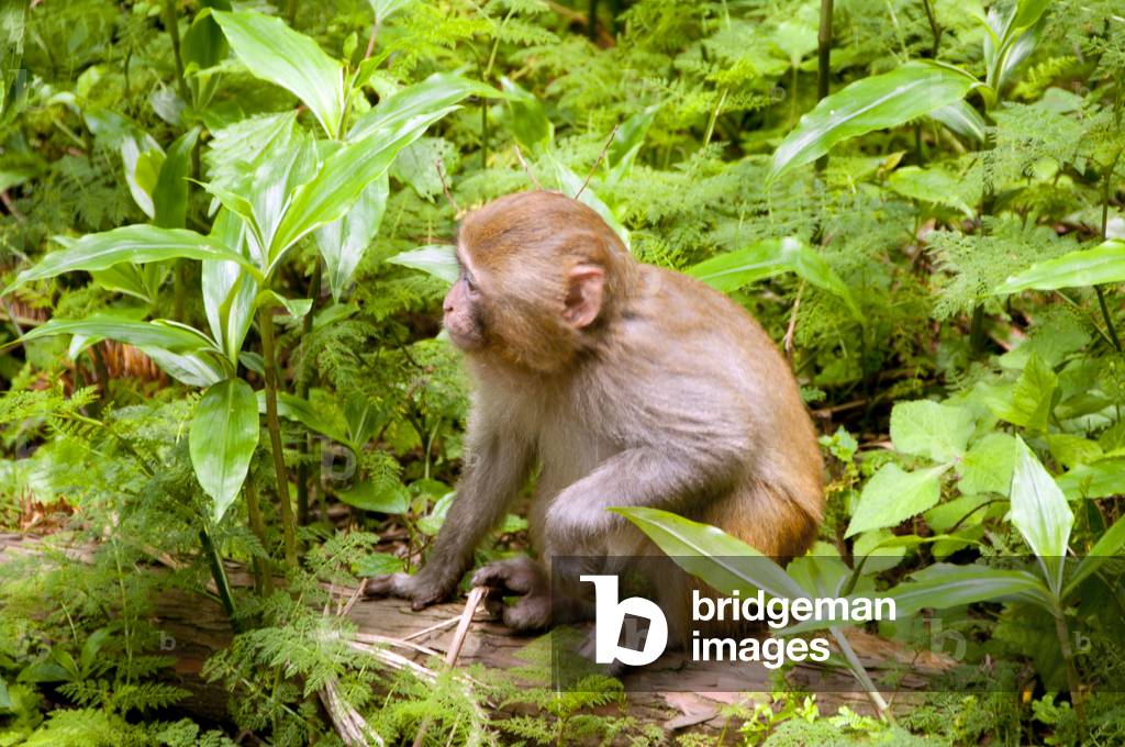 China: Rhesus monkey (Macaca mulatta), Wulingyuan Scenic Area (Zhangjiajie), Hunan Province