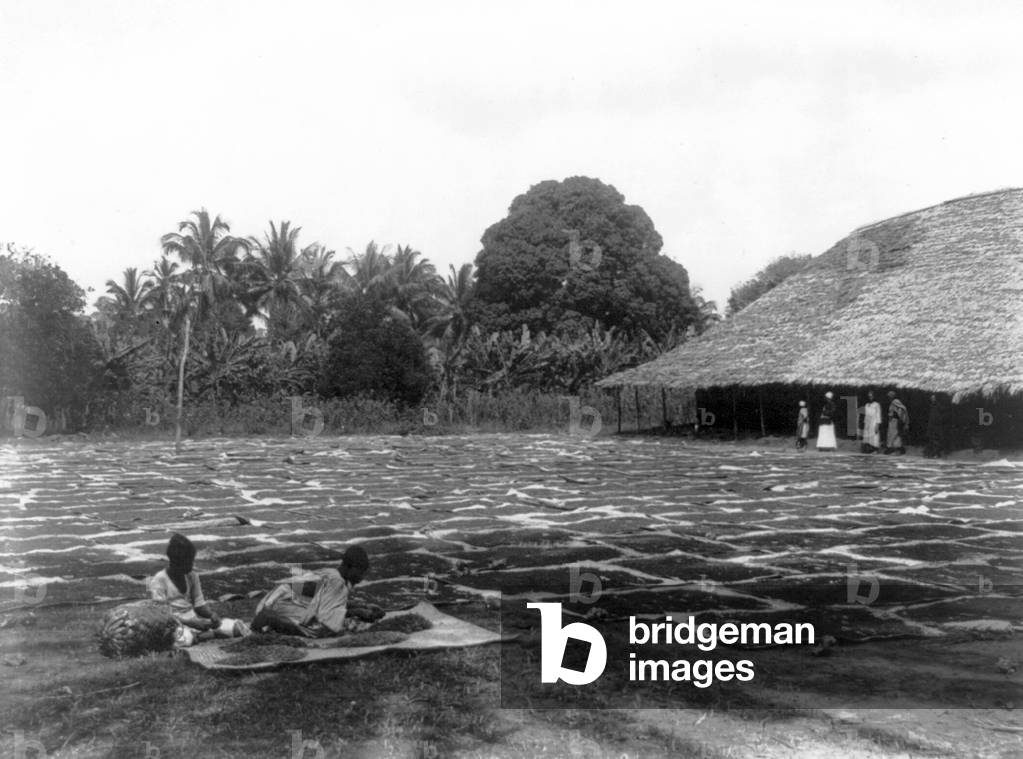Tanzania / Zanzibar: Sorting and drying cloves, 1936