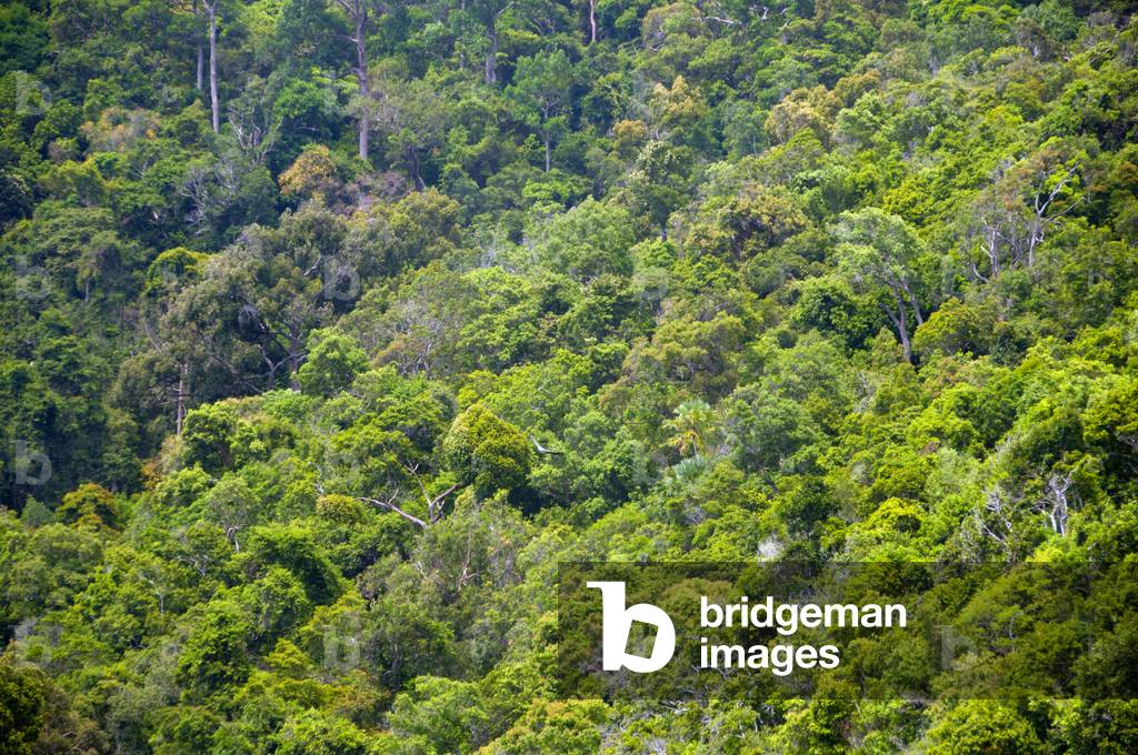 Thailand: Ko Tarutao Marine National Park, a sea eagle flies over the forest of Ko Tarutao