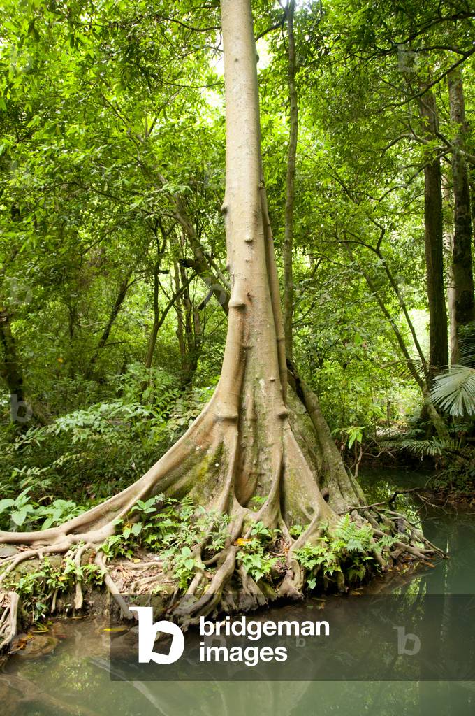 Thailand: Than Bokkharani National Park, Krabi Province
