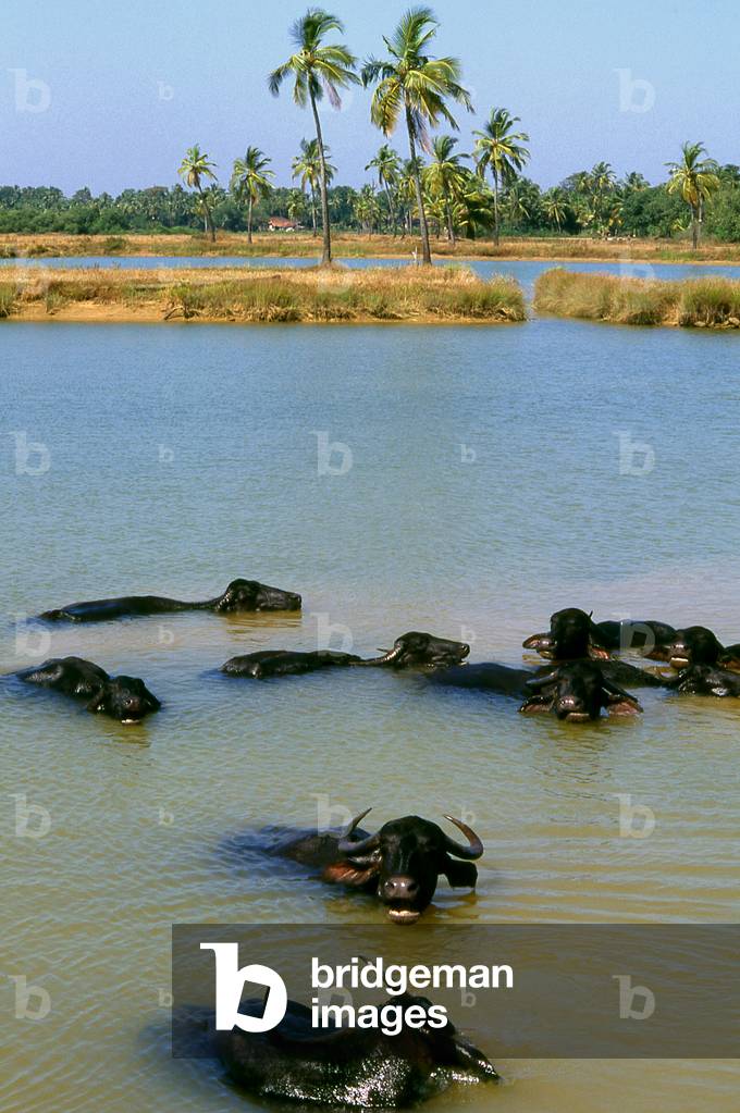 India: Water buffalo enjoying a wallow, Goa